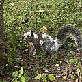 Piebald Squirrel Pinto Bean