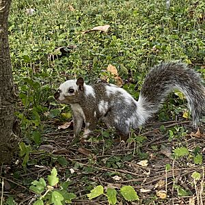Piebald Squirrel Pinto Bean.jpg