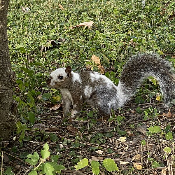 Piebald Squirrel Pinto Bean