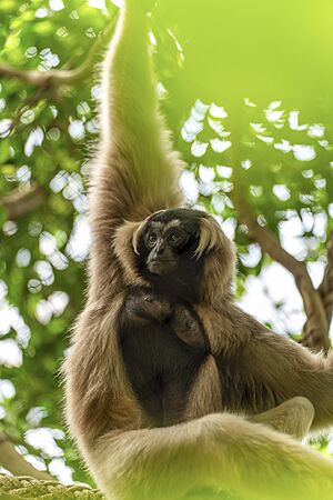 Pileated gibbon Facts for Kids