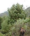 Pinus pseudostrobus Cerro Pelon