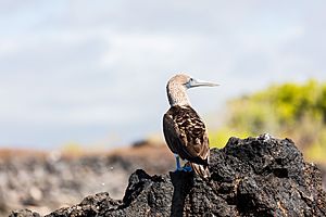 Piquero patiazul (Sula nebouxii), Las Bachas, isla Santa Cruz, islas Galápagos, Ecuador, 2015-07-23, DD 17