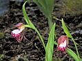 Ram's-Head Lady's-Slipper (Cypripedium arietinum)