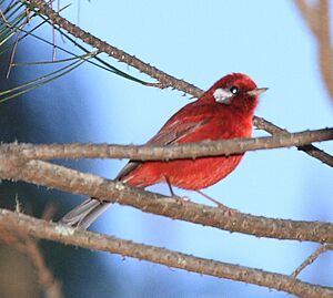 Red Warbler (Ergaticus ruber ruber) cropped