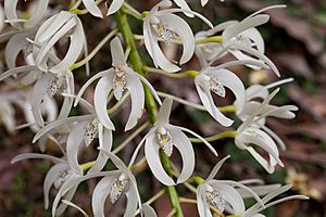 Rock Orchid - Thelychiton speciosus (7977925423).jpg