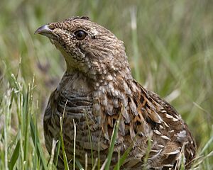 Ruffed grouse conotton creek trail jewett trailhead 5.18.23 DSC 2308-topaz-denoiseraw-sharpen