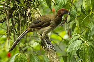 Rufous-headed Chachalaca.jpg