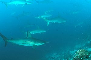 School of Hammerhead sharks