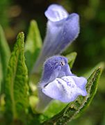 Scutellaria galericulata W
