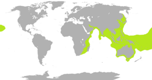 Range of sea snakes shown in lime green, except the widespread, pelagic yellow-bellied sea snake