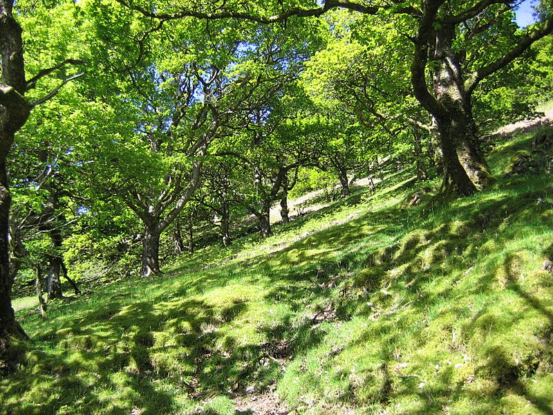 Sessile Oak forest