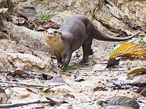Smooth-coated Otter (14157590954).jpg