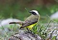 Socialflycatcher