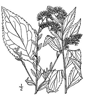 Solidago ulmifolia.jpg