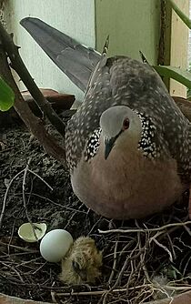 Spotted Dove and its egg