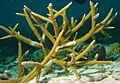 Staghorn-coral-1