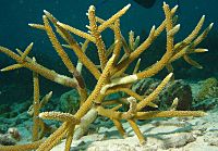 Staghorn-coral-1.jpg