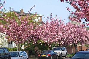 Staveley Road - spring blossom