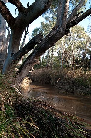 Sturt River, Adelaide