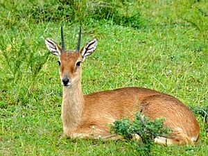 Sudan Oribi (Ourebia montana) male (18172324646).jpg