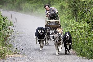 Sled dog Facts for Kids