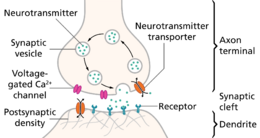 SynapseSchematic en