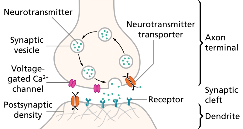 SynapseSchematic en
