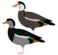 TadornaCristata