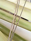 The bamboo strip