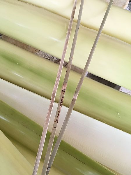 The bamboo strip