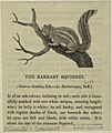 The barbary squirrel (1820)