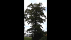 Three Mile Oak Tree-New.png