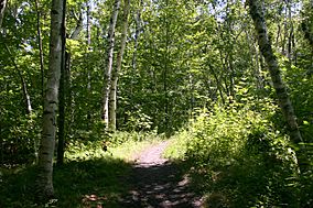 Tolland State Forest.jpg