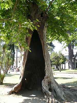 Tree Topkapi 01