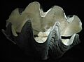 Tridacna gigas 01 by Line1