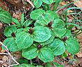 Trillium sessile (toadshade) (Newark, Ohio, USA) 8 (49082658576)