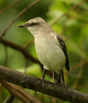 Tropical mockingbird Facts for Kids