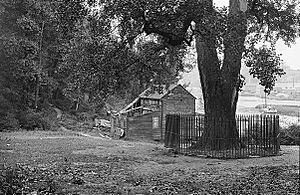 Tulip Tree on the shore of Spuyten Duyvil Creek (1913)