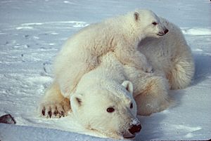 Ursus maritimus Polar bear with cub 2