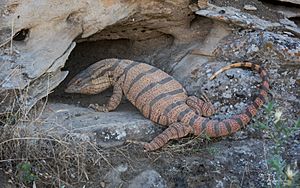 Varanus griseus caspius