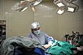 Veterinarian performing surgery