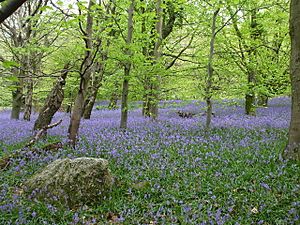 Wenallt bluebells - geograph.org.uk - 1288899