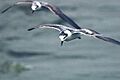 White winged tern