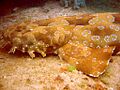 Wobbegong