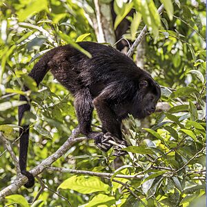 Yucatán black howler (Alouatta pigra) Cayo.jpg