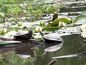 Болотные черапахи на озере Черепашье