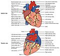 2005 Surface Anatomy of the Heart