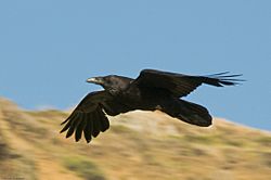 3782 Common Raven in flight