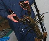 4 pound lobster