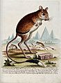 A jerboa standing in the desert next to an inscribed stone w Wellcome V0020554